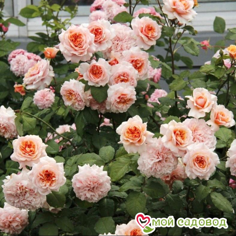 Роза Амаретто