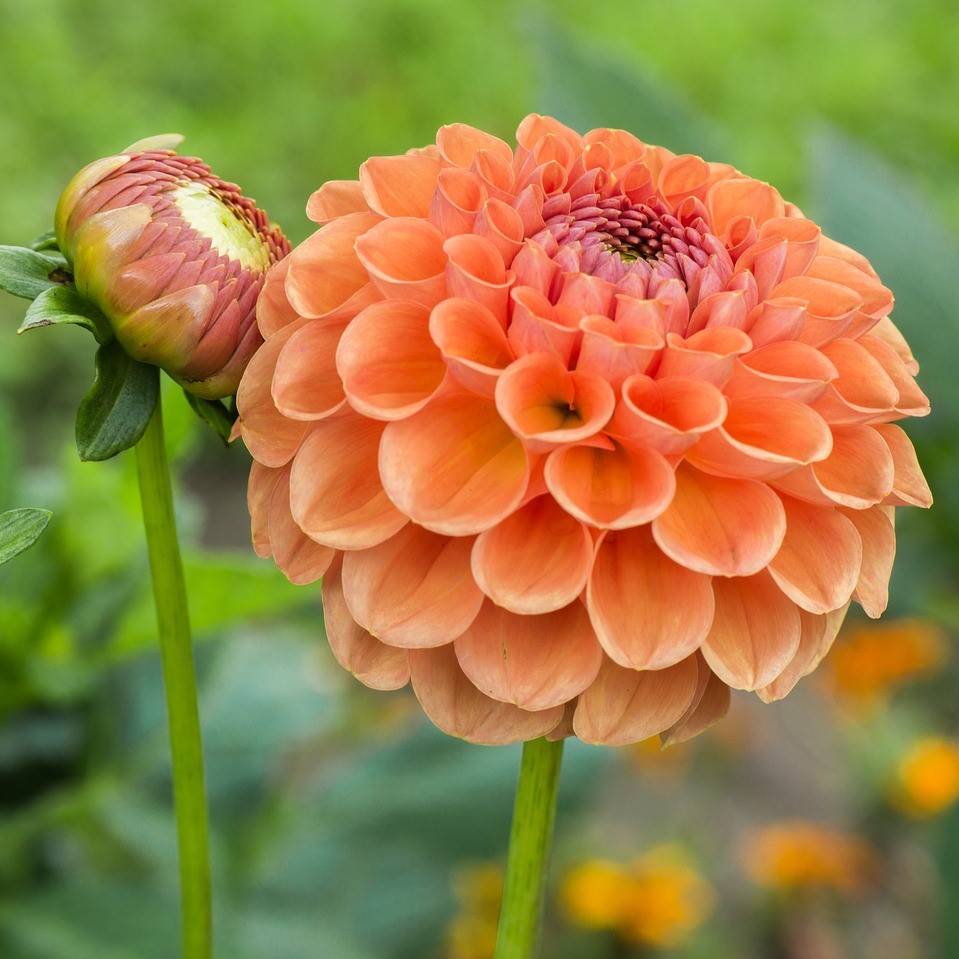 Георгина КОРНЕЛ БРОНС (CORNEL BRONS)