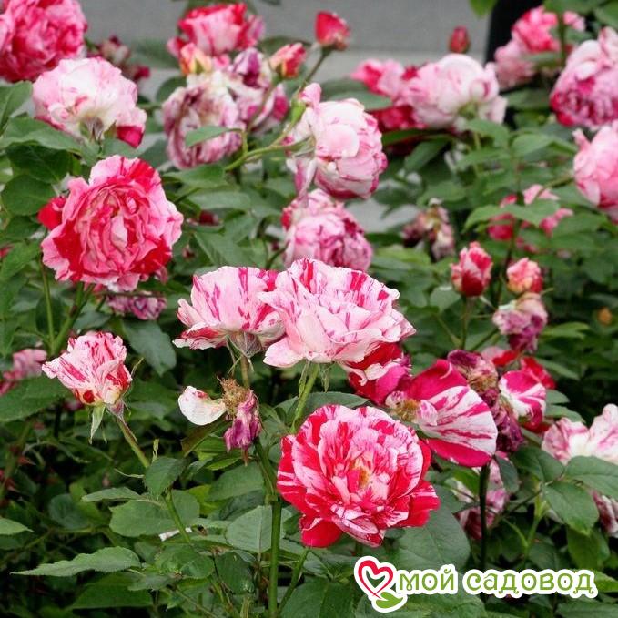 Роза флорибунда Сентиментал