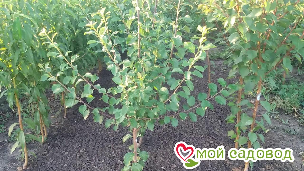 Слива Визион